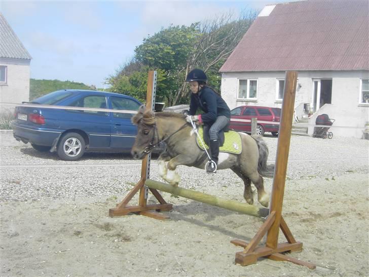 Shetlænder ..¤Totto¤.. *solgt* :'( - Vi springer lidt ude på ridebanen xD  :Foto: KATRINE billede 3