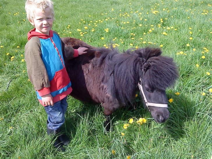 Miniature Lille Rosa* farmors pony* - Min lillebror og Rosa billede 6