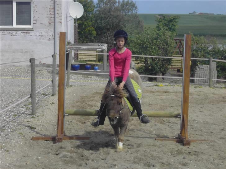 Shetlænder ..¤Totto¤.. *solgt* :'( -  :Foto: Mor billede 6