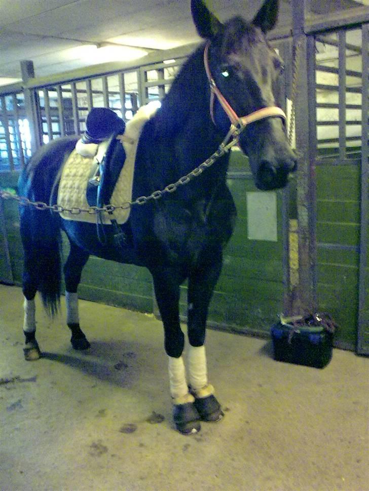 Anden særlig race Black Pearl billede 1