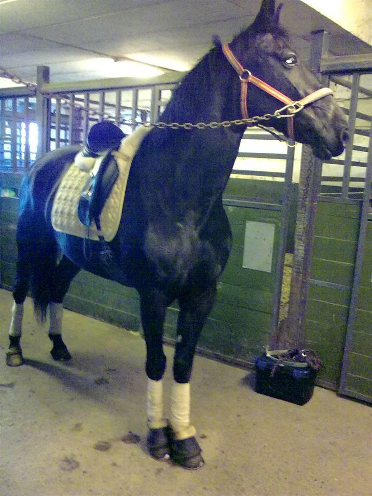 Anden særlig race Black Pearl billede 2