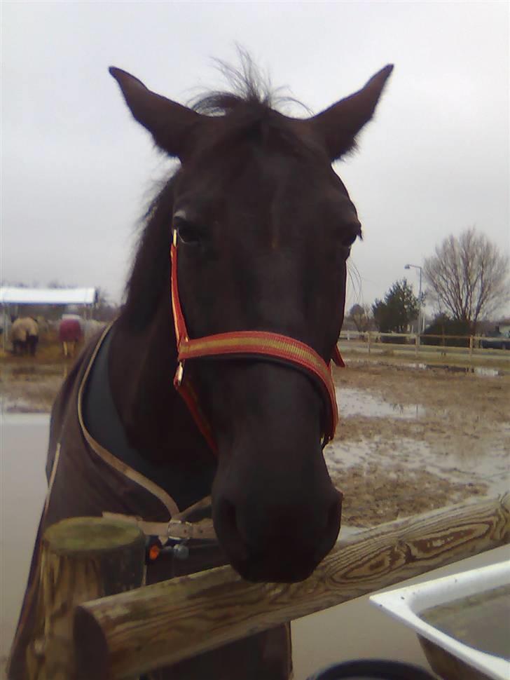 Anden særlig race Black Pearl billede 3