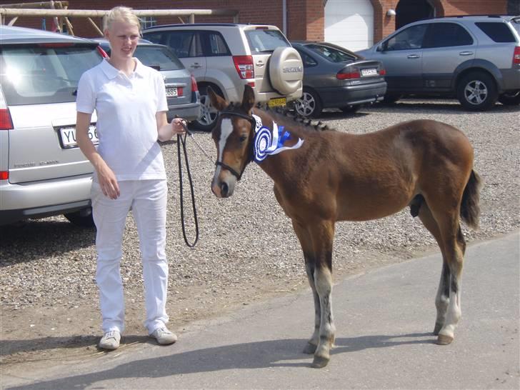 New Forest Sjølunds Sirocco Solgt - kåring billede 7