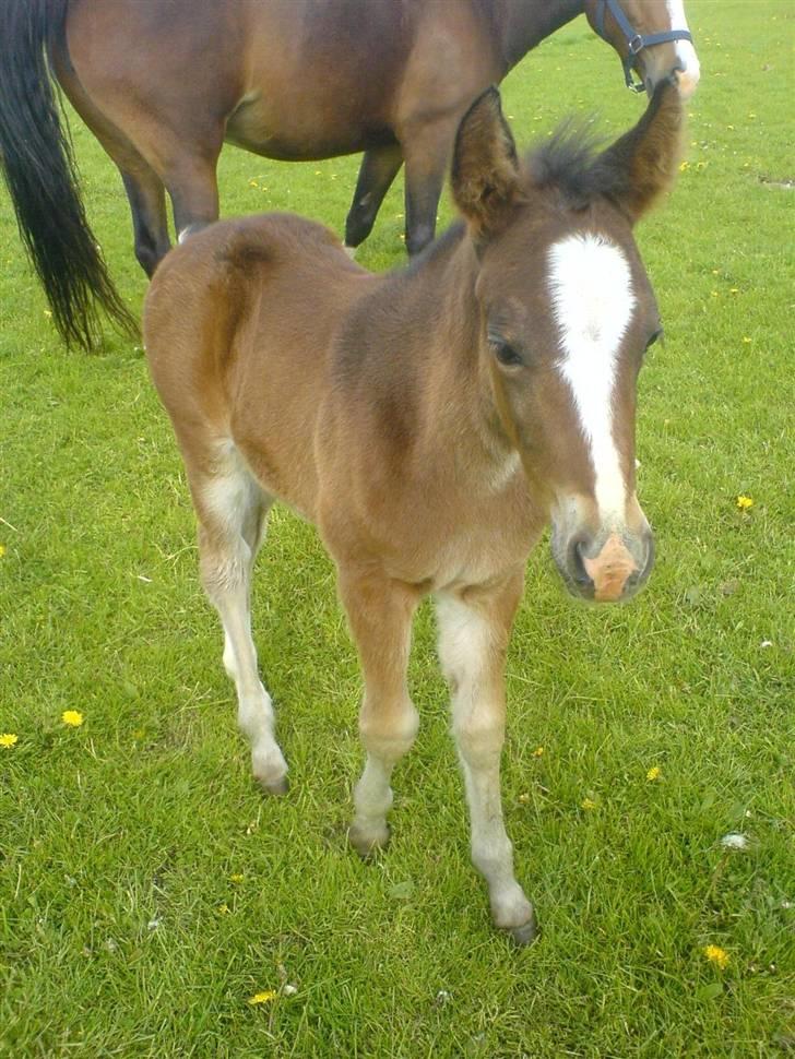 New Forest Sjølunds Sirocco Solgt billede 9