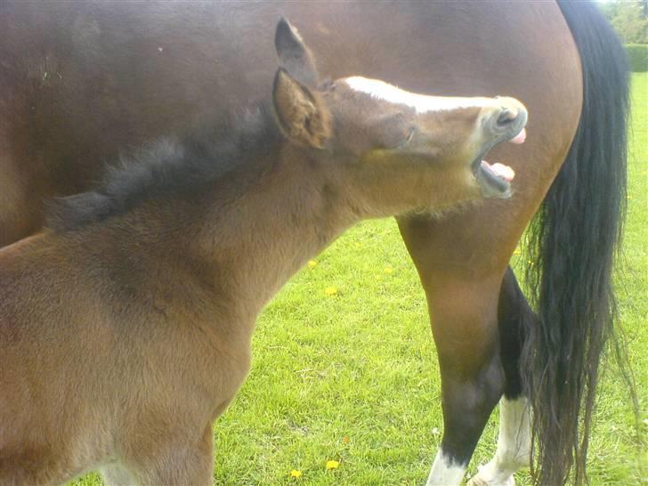 New Forest Sjølunds Sirocco Solgt - såå trææt.. billede 10