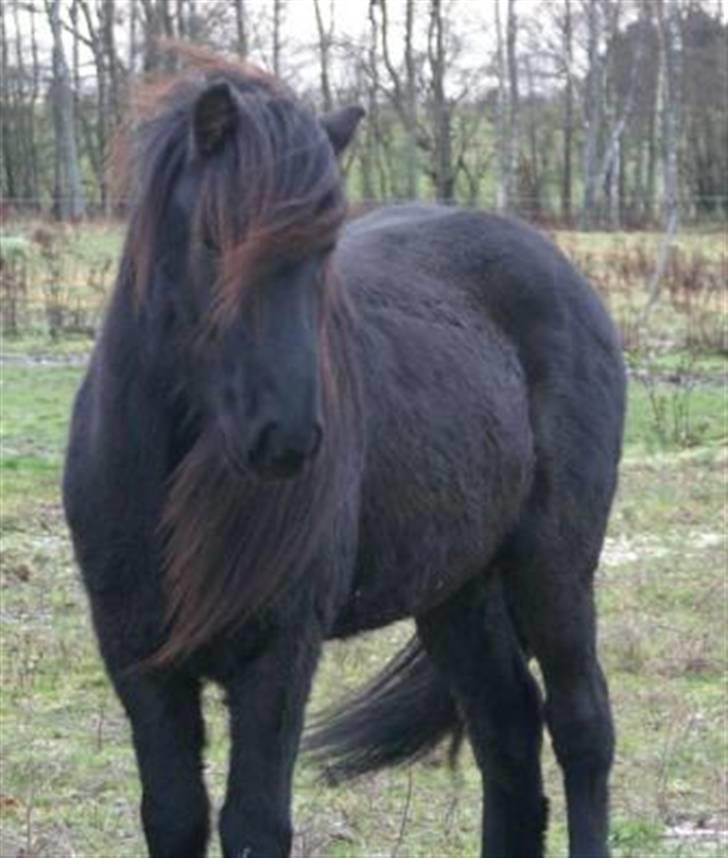 Islænder Spadi fra Àrbakka 'Solgt' billede 9