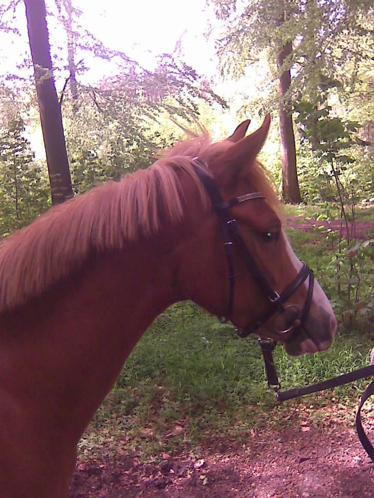 DSP Kentris Afrodite SRSDH billede 6