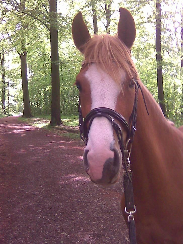 DSP Kentris Afrodite SRSDH billede 7