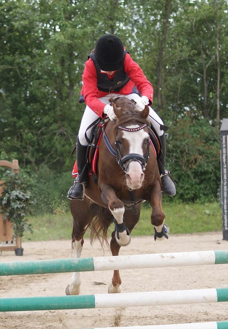Welsh Partbred (Sec F) Stendyssens Jappeloup - (Billede 2) Slagelse, LA** Vi var 0 :D billede 2