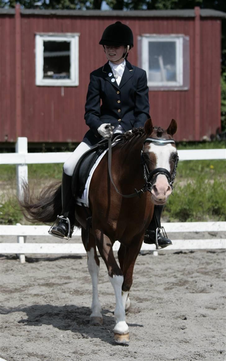 Welsh Partbred (Sec F) Stendyssens Jappeloup - (Billede 3) Ekvipagen på vej ud af dressurbanen med 74,17% taget af Rikke Laybourn d. 21. juni 2009 billede 3