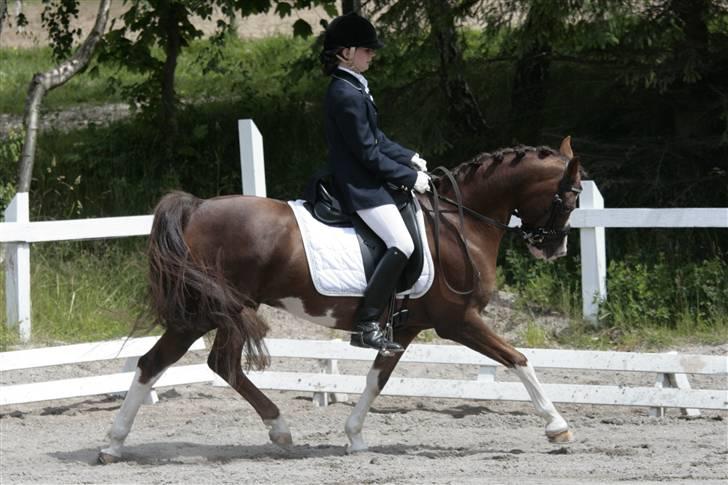 Welsh Partbred (Sec F) Stendyssens Jappeloup - (Billede 4) Første dressur stævne til ca. 74% Fotograf: Rikke Laybourn billede 4