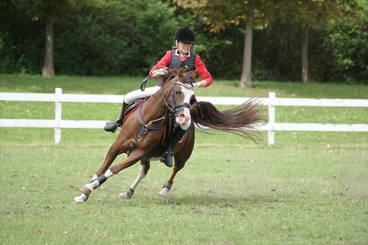 Welsh Partbred (Sec F) Stendyssens Jappeloup - (Billede 7) Copenhagen 2010, omspringning :D vi rider for det, hehe billede 7