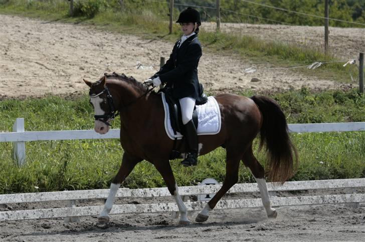 Welsh Partbred (Sec F) Stendyssens Jappeloup - (Billede 8) Dressur stævne med Jappe d. 21 juni 2009 Taget af Rikke Laybourn billede 8