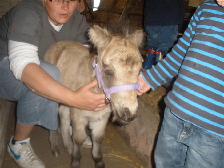 Shetlænder Yvonnes Fiona - Har fået fin ny grime på. billede 10