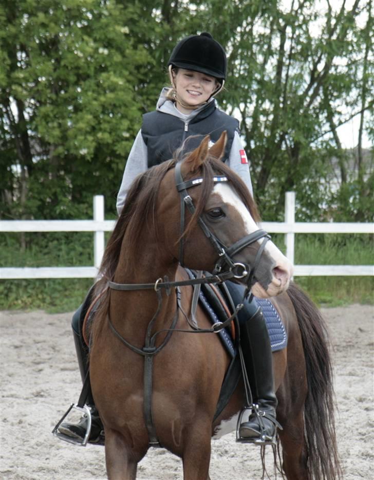 Welsh Partbred (Sec F) Stendyssens Jappeloup - (Billede 9) Sødt billede<3 :o) billede 9