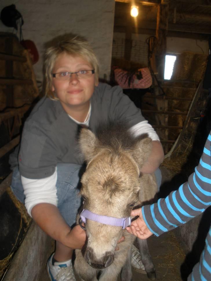 Shetlænder Yvonnes Fiona billede 11