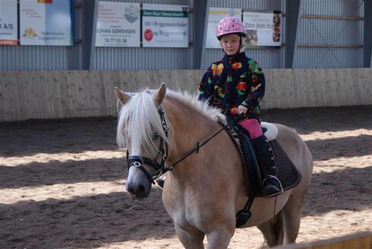 Haflinger Mirabell - Lillesøster skridter den af :) billede 5