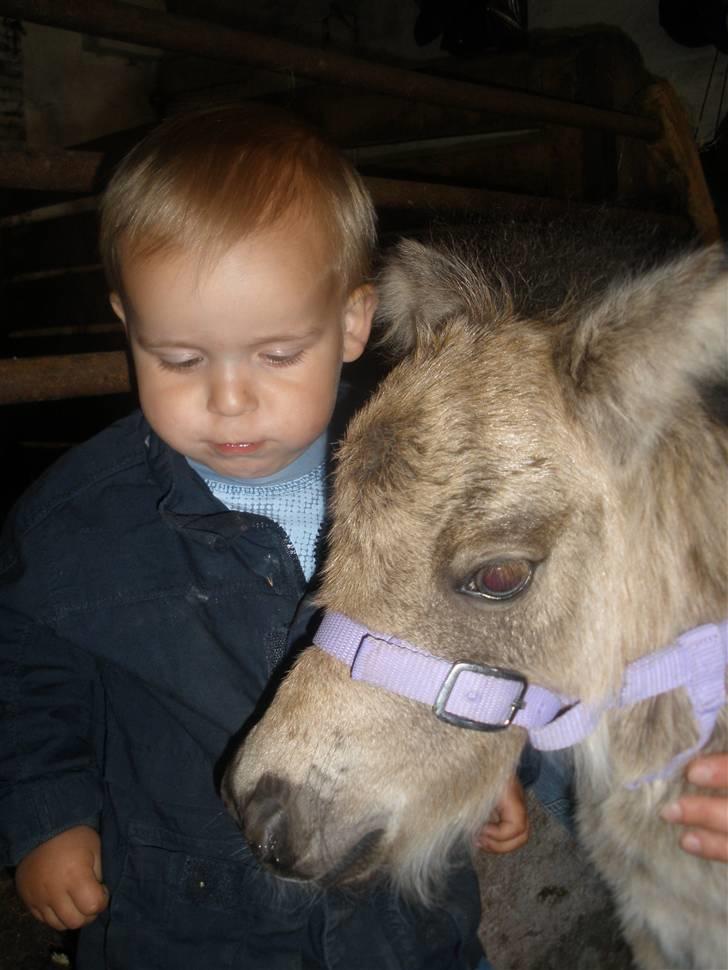 Shetlænder Yvonnes Fiona billede 12