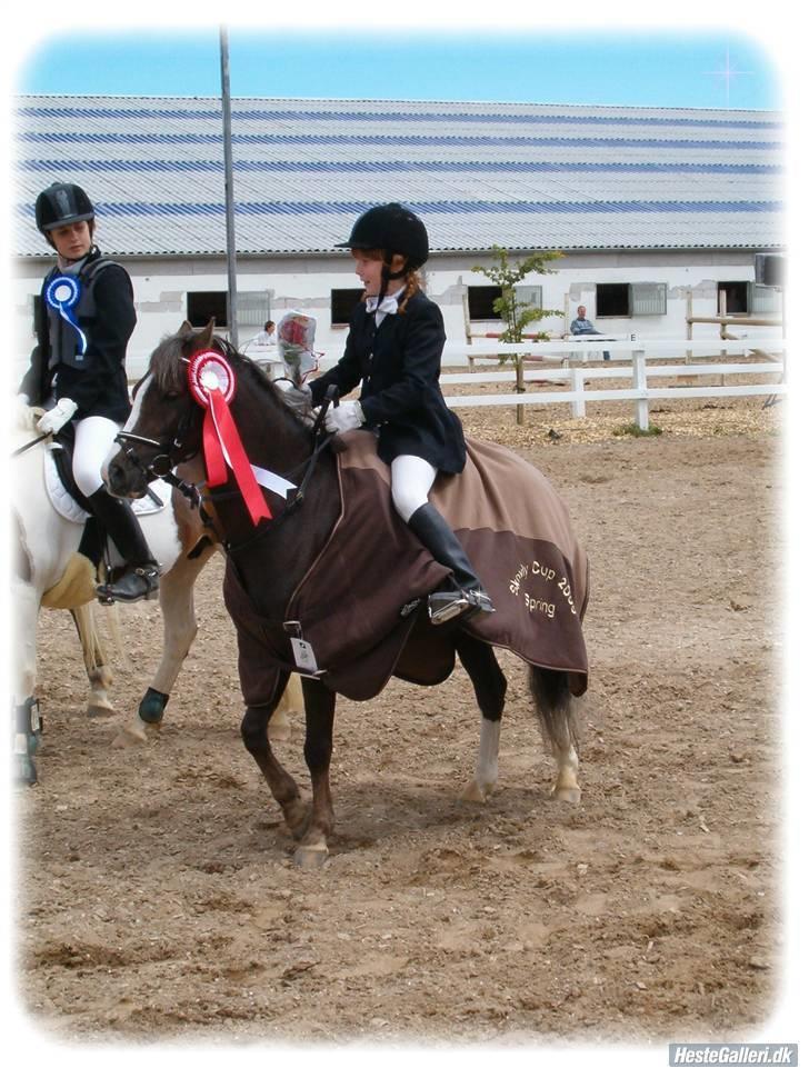 Welsh Pony (sec B) Silver billede 14