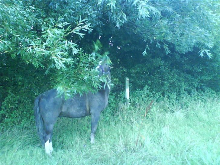 Welsh Pony (sec B) Silver billede 15