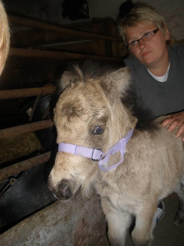 Shetlænder Yvonnes Fiona - 6 dage gammel billede 13
