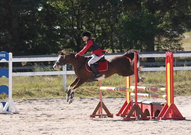 Welsh Partbred (Sec F) Stendyssens Jappeloup - (Billede 12) Helsinge  billede 11