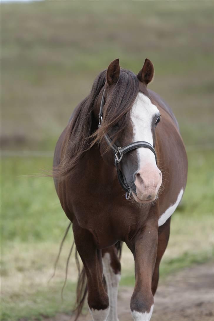 Welsh Partbred (Sec F) Stendyssens Jappeloup - (Billede 13) På fold, syntes der er en go ro? Taget af Rikke Laybourn d. 6 juni 2009 billede 12