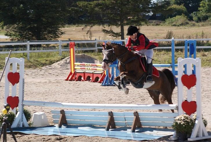 Welsh Partbred (Sec F) Stendyssens Jappeloup - (Billede 15) Dejlige Jappe ..<3 af Far i HSK d. 5 september billede 14