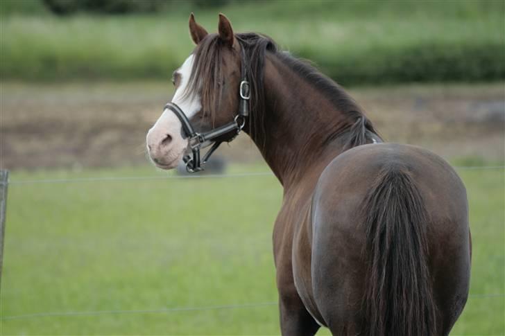 Welsh Partbred (Sec F) Stendyssens Jappeloup - (Billede 16) på folden, taget af Rikke Laybourn<3 billede 15