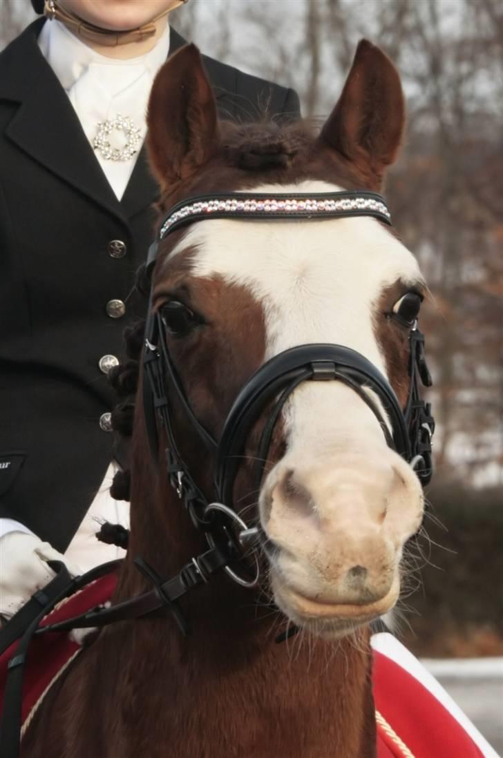 Welsh Partbred (Sec F) Stendyssens Jappeloup - (Billede 17) Taget af Rikke Laybourn - Januar 2010 billede 16