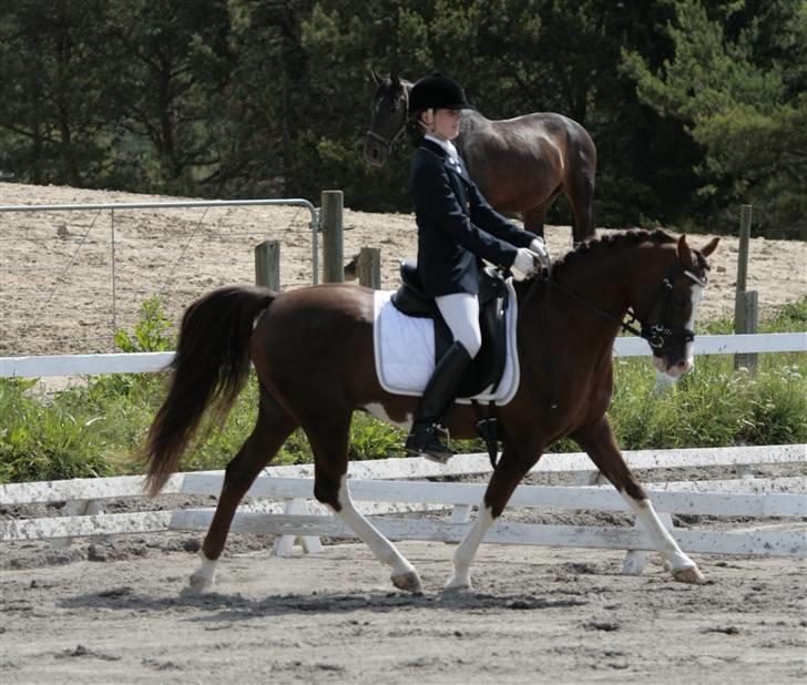 Welsh Partbred (Sec F) Stendyssens Jappeloup - (Billede 18) Dressurstævne. (første) d. 21 juni 2009 Taget af Rikke Laybourn.  billede 17