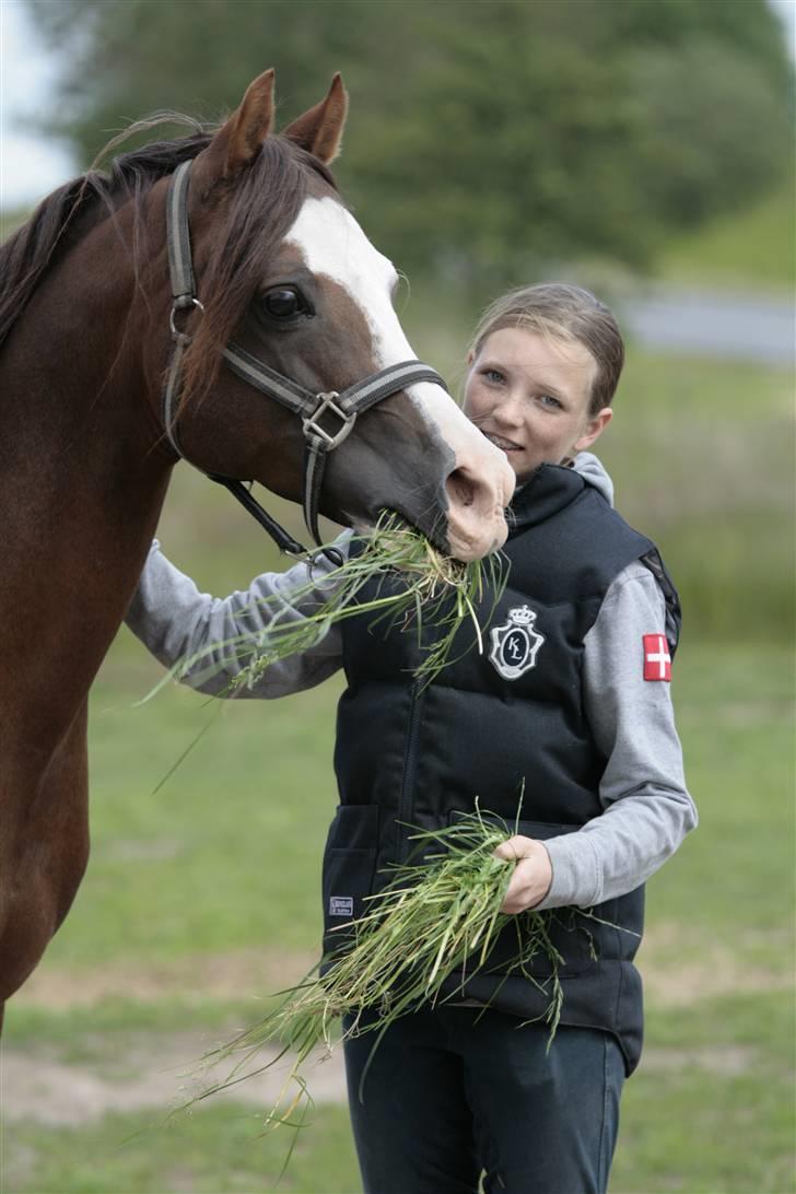 Welsh Partbred (Sec F) Stendyssens Jappeloup - (Billede 19) Jappe og jeg på folden <3 Taget af Rikke Laybourn billede 18