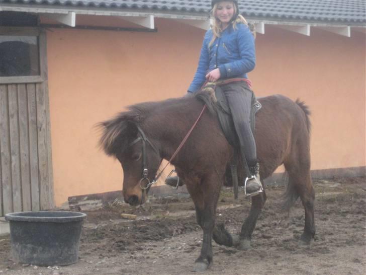 Islænder Náttfreyja f. Dyssemosen - Himmelhest billede 19