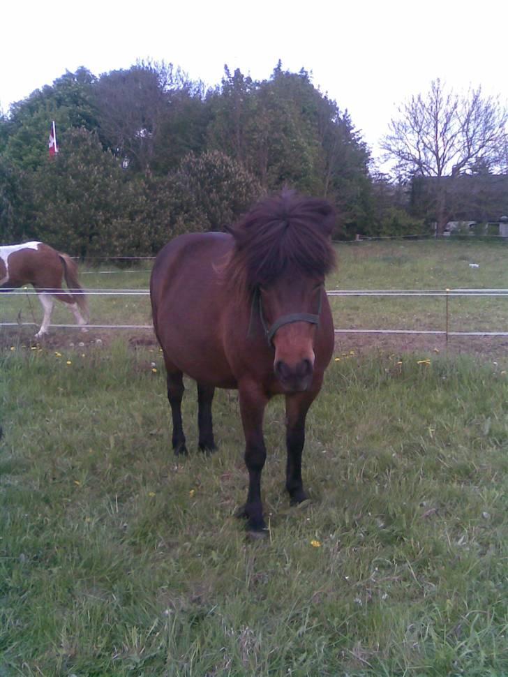 Islænder Náttfreyja f. Dyssemosen - Himmelhest billede 20