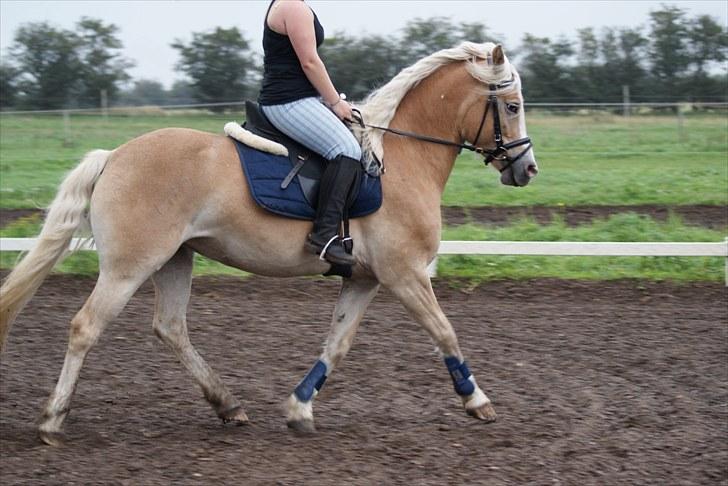 Haflinger Mirabell billede 6