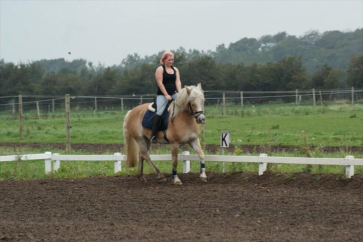 Haflinger Mirabell - Træning billede 8