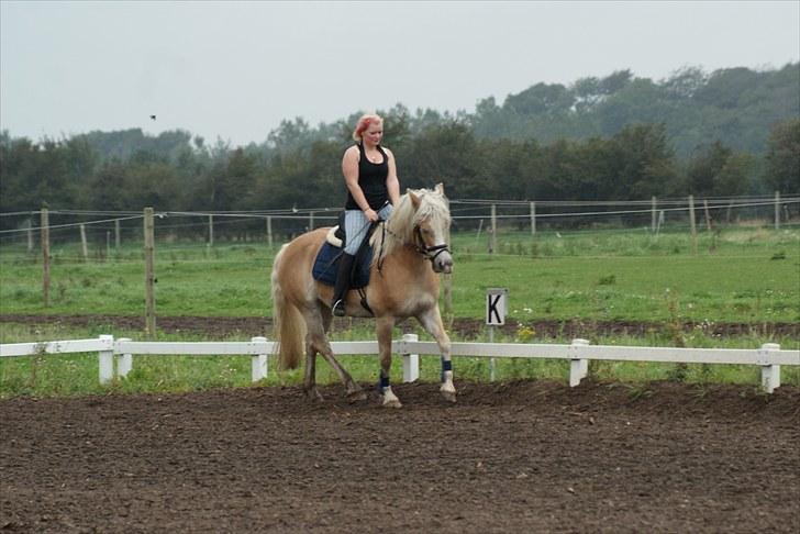 Haflinger Mirabell - Træning billede 8