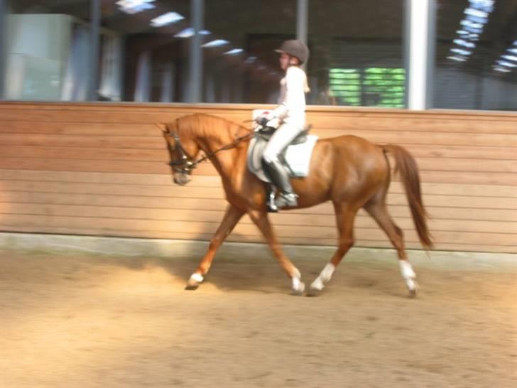 DSP BOMGAARDENS ANDIAMO B-PONY - lige da jeg havde fået ham, en lille spinkel 4års pony<3 billede 5