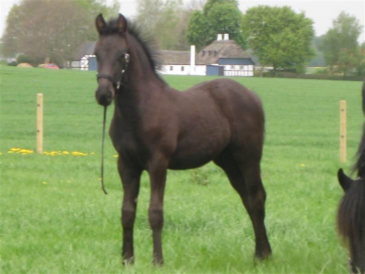 Frieser Sina vom Schifferhof - skønne Femke som er sinas føller billede 9