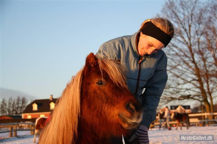 Shetlænder Sofus - 3# Hest du gør mig LYKKELIG:) foto: Jeanett Nørgaard:) billede 3