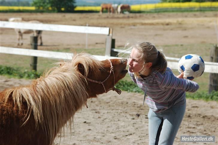 Shetlænder Sofus - 5# Tricks kysse ( jeg ved ikk om det er et rricks da han kysser mig hele tiden tror bare det er hans  natur:) foto: Sussie eller Alberhte:) billede 5