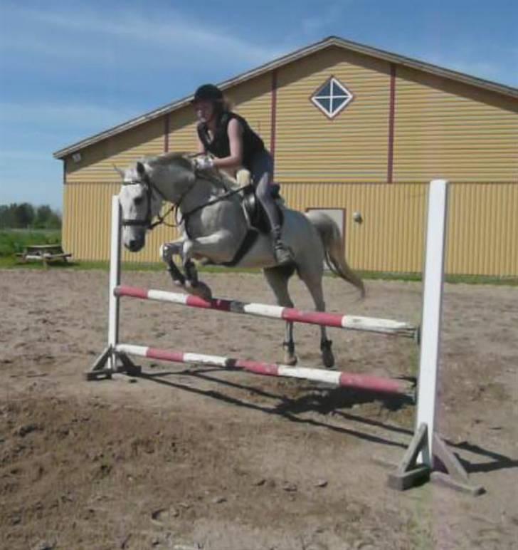 Anden særlig race Jovan - 100 cm på Juvan -det var bare perfekt! billede 4