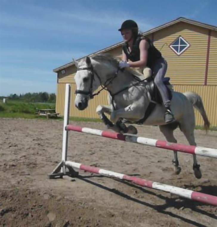 Anden særlig race Jovan - vi springer højere næste gang det går så godt :D billede 5