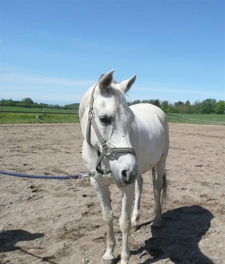 Anden særlig race Jovan - sweety i: billede 10