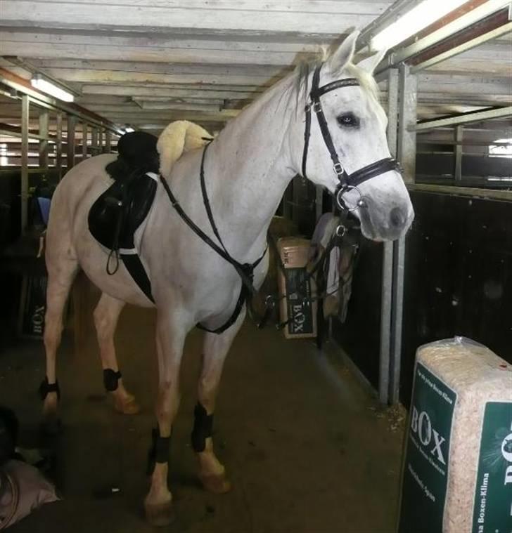 Anden særlig race Jovan - SPRINGKLAR :D billede 11