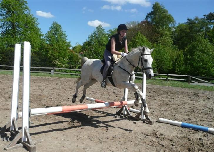 Anden særlig race Jovan - over en MEGET farlig okser! o: -men det endte jo godt! :) billede 12