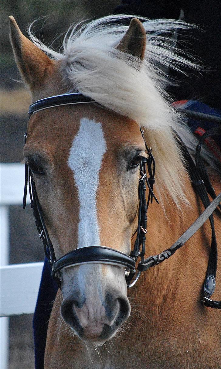 Haflinger Nissan billede 1