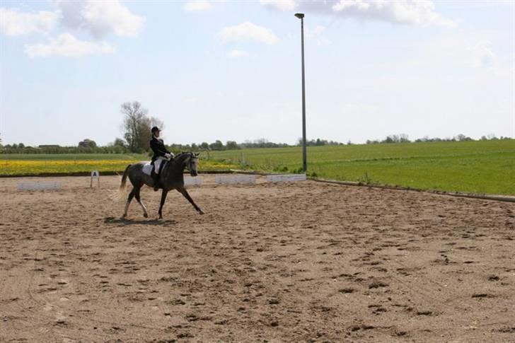 Hollandsk Sportspony Vanda's Paulo Magnus *MINPRINS* billede 10