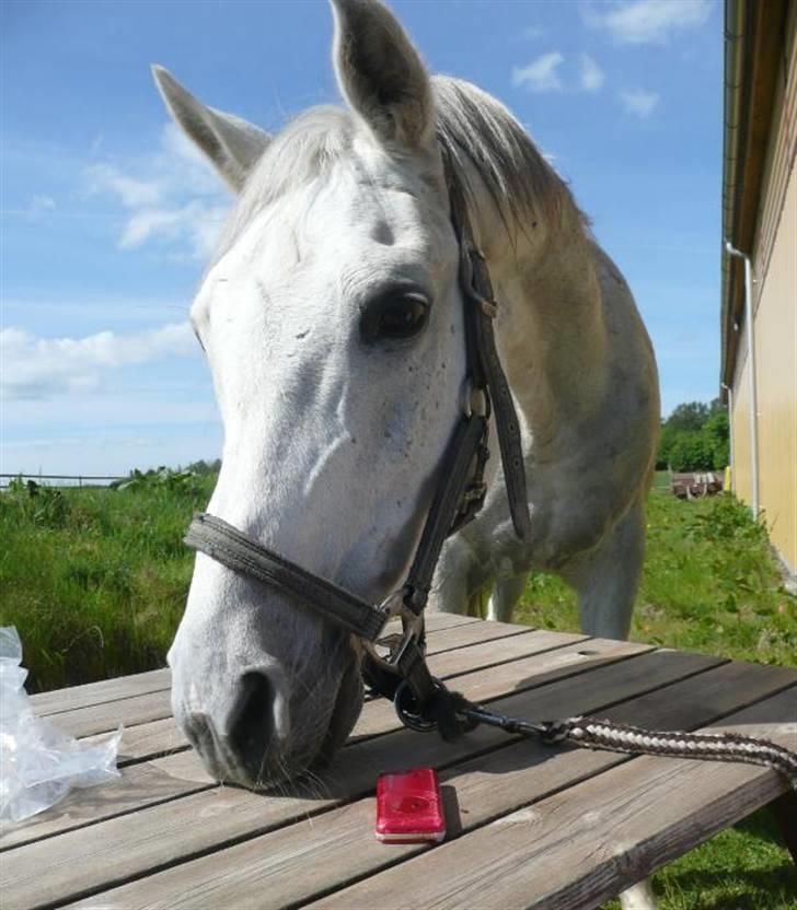 Anden særlig race Jovan - SUUUPER flot billede :D billede 15