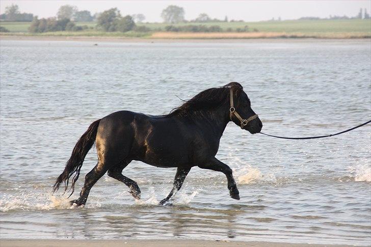 Shetlænder Søndergårds Mac - Mac en herlig dag ved vandet :-) billede 2